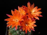 Thumbnail of 1586_Matucana oreodoxa_20160505_01(1).JPG